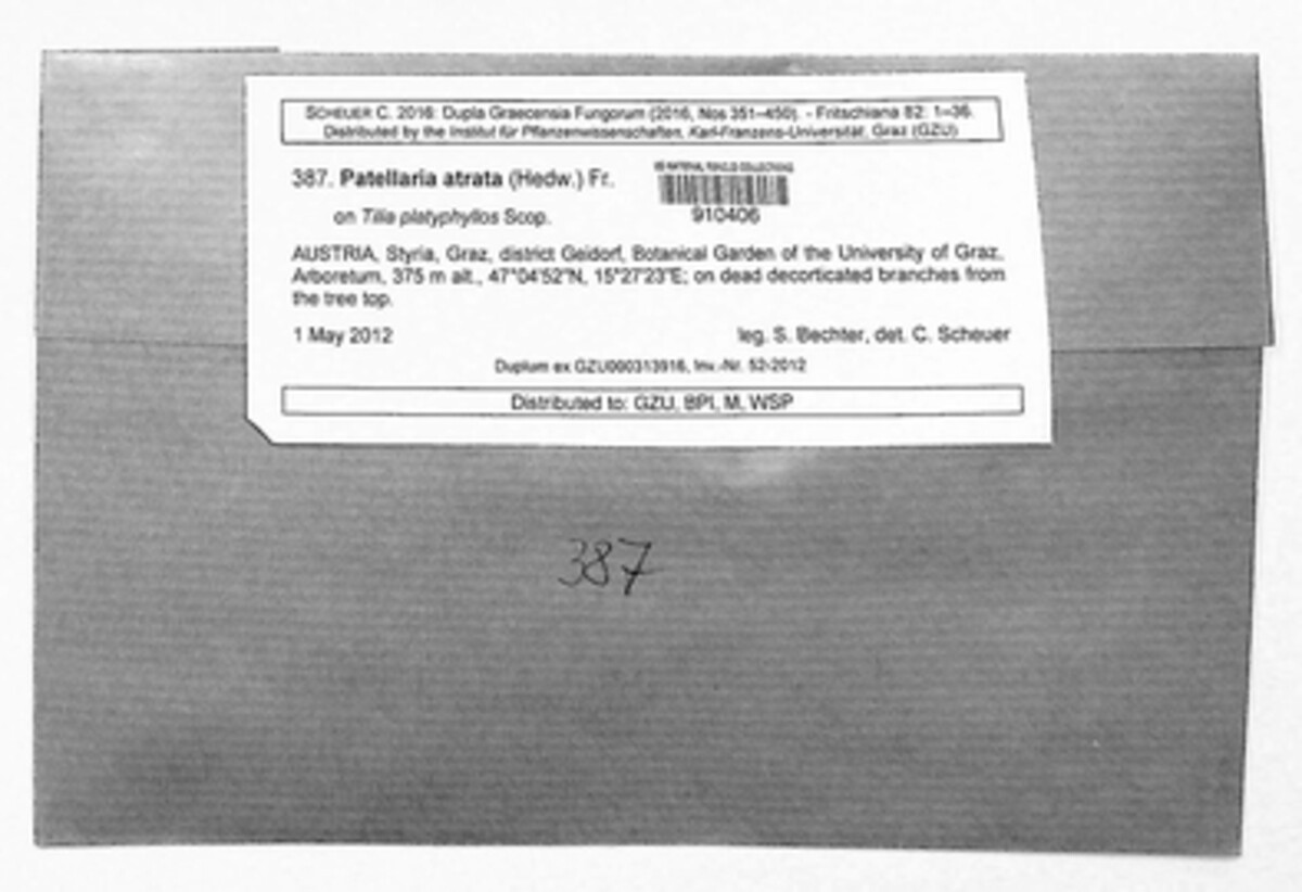 Patellaria atrata image